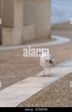 Un giovane grande gabbiano nero (Larus marinus), arroccato su una parete di mare a Cleveleys, Lancashire, Regno Unito Foto Stock