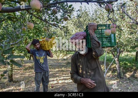 Kashmir, India. 29 settembre 2025. Gli agricoltori trasportano casse piene di mele fresche in un frutteto durante la stagione della raccolta a Ganderbal, a circa 40 km da Srinagar, la capitale estiva di Jammu e Kashmir. Gli agricoltori di tutta la valle del Kashmir hanno iniziato a raccogliere diverse varietà di mele e la stagione durerà fino a metà novembre. L'agricoltura è una delle colonne portanti dell'economia del Kashmir, che dà lavoro a migliaia di persone. Credito: SOPA Images Limited/Alamy Live News Foto Stock