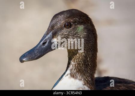 Primo piano di un'anatra ibrida dalla testa scura, forse un mix di Mallard, scattata a Waukesha County, WISCONSIN, a luglio. Foto Stock