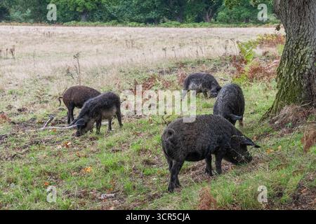 Mangalica Pigs (chiamato anche Mangalitsa o Mangalitza), un'antica razza di maiale, che si forgia presso la riserva naturale RSPB Arne in autunno, Dorset, Inghilterra, Regno Unito Foto Stock