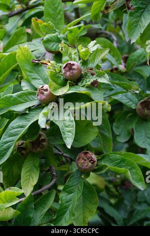 Mespilus germanica piantina del sig. William, albero di medlar comune con frutti castani russetti, Foto Stock