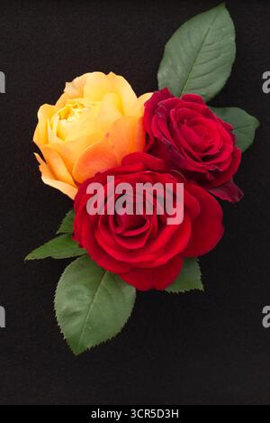 Foro per bottoni rosa rosso e giallo sul nero Foto Stock