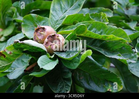 Mespilus germanica grande albero russo di medlar comune con frutti castani grossi, Foto Stock