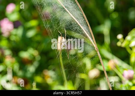 Argiope appensa, l'Hawaiian Garden Spider, noto per le sue enormi e intricate ragnatele a zigzag bianche e il caratteristico body mark. Con un Foto Stock