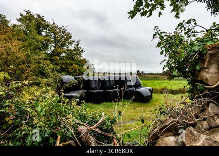 Balle di insilato avvolte impilate in un campo verde in una giornata di autunno nuvolosa nell'Irlanda rurale, incorniciate da edera, pareti di pietra e vegetazione di siepi. Foto Stock