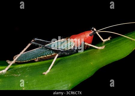 Primo piano di un Conehead Katydid maschio con una testa rossa e ali verdi appese su una foglia, fotografate di notte. Foto Stock
