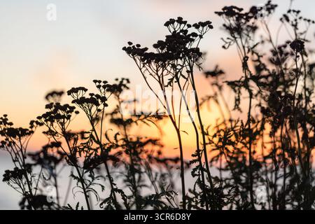 I fiori selvatici sagomati si stagliano contro un tramonto incandescente sull'acqua calma. Gli steli scuri contrastano con un cielo morbido e caldo, che trasmette serenità e naturalezza Foto Stock