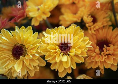 Giallo brillante crisantemo morifolium in piena fioritura, petali dettagliati con centro rosso, simboleggiano la gioia, la vitalità e la tradizionale bellezza floreale. Foto Stock