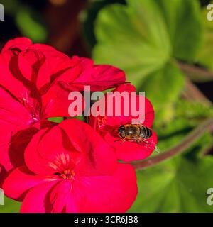 Questa accattivante immagine presenta un'ape arroccata con grazia su un vivace fiore rosso geranio, che mostra gli splendidi dettagli della natura e la delicata bala Foto Stock