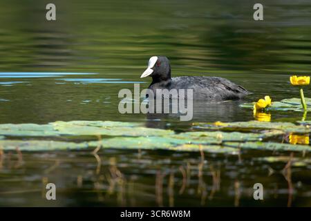 Coot eurasiatico (Fulica atra) nuotata con ninfee gialli gialli (Nuphar lutea) Foto Stock