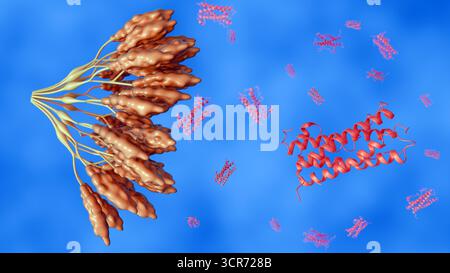 Immagine 3D della formazione di trombi all'interno di un vaso sanguigno con piastrine attivate e aggregati di fibrina Foto Stock