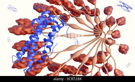 Immagine 3D della formazione di trombi all'interno di un vaso sanguigno con piastrine attivate e aggregati di fibrina Foto Stock