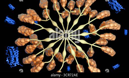 Immagine 3D della formazione di trombi all'interno di un vaso sanguigno con piastrine attivate e aggregati di fibrina Foto Stock