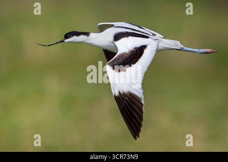 pied avocet (Recurvirostra avosetta), in volo, vista laterale, Italia, Toscana Foto Stock