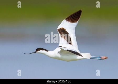 pied avocet (Recurvirostra avosetta), in volo, vista laterale, Italia, Toscana Foto Stock
