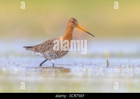 Maestoso uccello dalla coda nera Godwit (Limosa limosa) che cammina e guarda nella macchina fotografica. Questa specie si riproduce nelle zone costiere olandesi. Circa Foto Stock