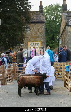 Masham Sheep Fair, Masham, North Yorkshire, Inghilterra Foto Stock