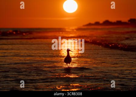 shorebird sagomato che si tuffa nel Gulf Shores, illuminato dal tramonto, con un caldo bagliore arancione e lontani edifici costieri. Foto Stock