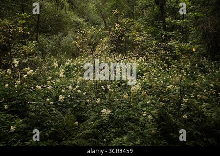 No people shot of nature scene, deep in the woods. Dense impassable forest with green trees and bushes with white flowers in late spring or summer Foto Stock