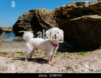Un simpatico cane maltese bianco con colletto rosso e guinzaglio, in piedi gioiosamente su una spiaggia sabbiosa con conchiglie accanto a grandi massi vicino al mare unde Foto Stock
