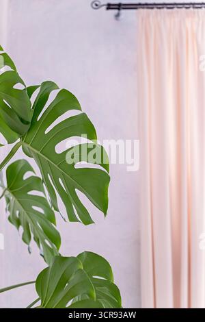 Grandi foglie di Monstera all'interno vicino a tenda e finestra di luce soffusa, che mettono in risalto le foglie verdi alla moda, l'arredamento moderno e l'atmosfera naturale e tranquilla. Foto Stock