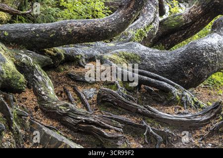 Tronchi di abete Sitka (Picea sitchensis), Juneau, Alaska, Canada Foto Stock