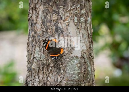 Una farfalla dell'ammiraglio rosso (Vanessa atalanta) su un tronco di albero. Primo piano su una farfalla rossa dell'ammiraglio, Vanessa atalanta, che si riscalda su un tronco d'albero. Foto Stock