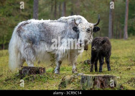 Madre e vitello neonato Yak mucca tibet nepal mammifero asia Foto Stock