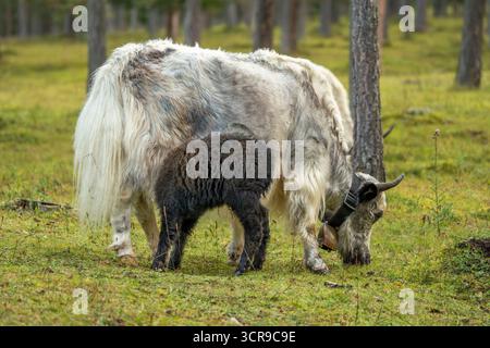 Un neonato Yak mucca tibet nepal mammifero asia Foto Stock