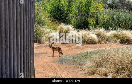 Sciacallo nero meridionale, CKGR, Botswana, chacal nella riserva naturale del Bush Foto Stock
