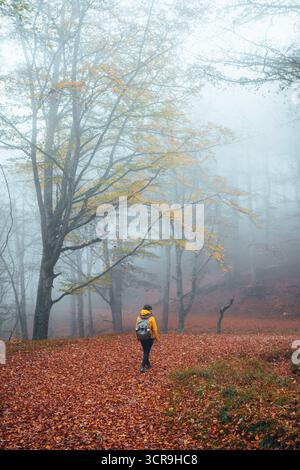 L'escursionista cammina attraverso una foresta autunnale ricoperta di foglie cadute Foto Stock