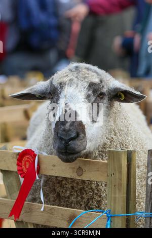 40th Masham Sheep Fair, North Yorkshire 2025 Foto Stock