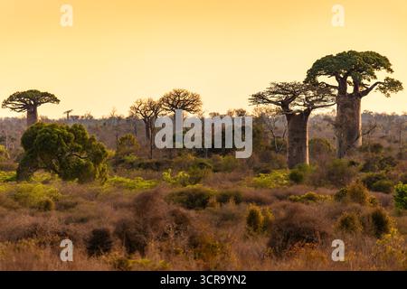 Gli iconici alberi di baobab (Adansonia grandidieri) dominano il paesaggio unico dell'area protetta di Kivalo, Madagascar, al tramonto Foto Stock