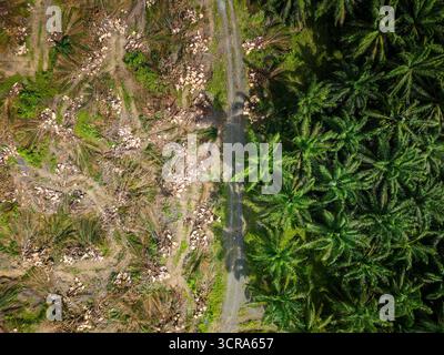 Contrasto tra terra pulita e alberi verdi di olio di palma nella foresta pluviale di Sabah Foto Stock