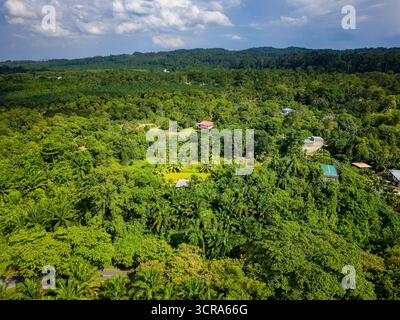 Vista aerea con droni della piantagione di olio di palma che invade la foresta pluviale tropicale del Borneo Foto Stock