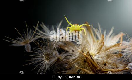 Ragno di granchio giallo che camuffa attivamente sulle teste dei semi di un dente di leone essiccato, in attesa pazientemente di preda nel suo habitat naturale, mostrando la sopravvivenza Foto Stock