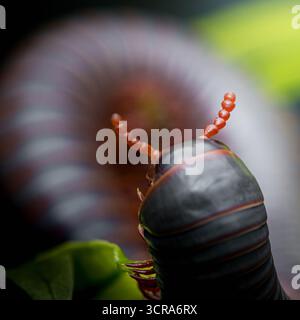 Gigantesco millipede che strizza su una vibrante foglia verde in una foresta pluviale tropicale, evidenziando il suo corpo segmentato e le intricate antenne in un'affascinante Wil Foto Stock