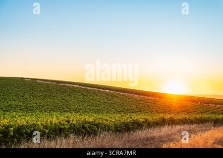 Tramonto dorato sui vigneti nella regione vinicola della Barossa Valley, Tanunda, Australia meridionale Foto Stock