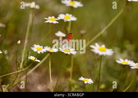 Minore Fiery Copper Butterfly maschio - Lycaena thersamon Foto Stock