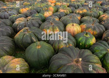 Vista dall'alto primo piano delle zucche verdi (Cucurbita maxima) con macchie di arancio sull'erba, raccolta autunnale, luce naturale naturale dei prodotti agricoli Foto Stock