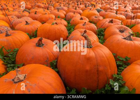 Primo piano ad angolo basso di zucche arancioni raggruppate in una toppa di zucca, dettaglio del raccolto autunnale con steli secchi, crosta ruvida e profondità di campo bassa Foto Stock