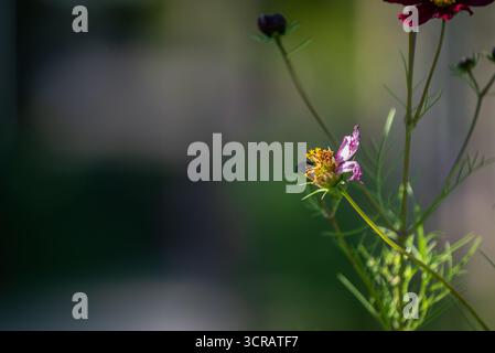 Cattura sensazionale dei fiori del cosmo rosso intenso alla luce del sole, con corteccia d'albero che aggiunge consistenza e contrasto sullo sfondo. Ottimo per design, stagionale, e. Foto Stock
