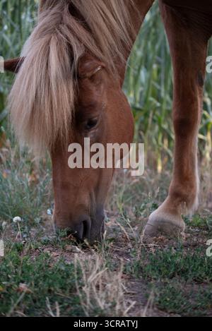 Primo piano di un cavallo bruno con criniera bionda che mangia erba in un campo estivo. Scenario di campagna naturale con particolare attenzione alla testa del cavallo. Foto Stock