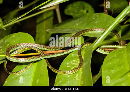 Serpente Bronzeback dipinto (Dendrelaphis pictus) avvolto su foglie verdi nel Borneo Foto Stock
