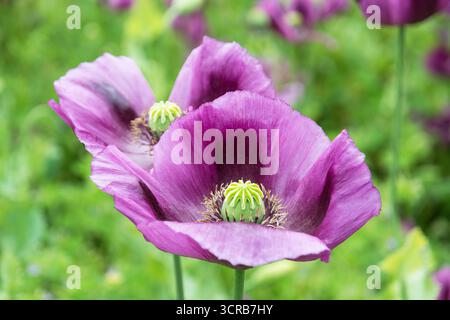 Primo piano delicati fiori di papavero da oppio in campo primaverile. Papaver somniferum. Bellissimi petali fragili con piccole capsule verdi al centro della fioritura viola. Foto Stock
