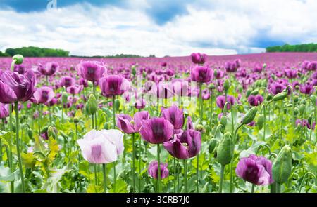 Bellissime teste di papavero da oppio in un paesaggio paesaggistico primaverile. Papaver somniferum. Delicati petali di fragili fiori viola con un unico bianco unico. Foto Stock