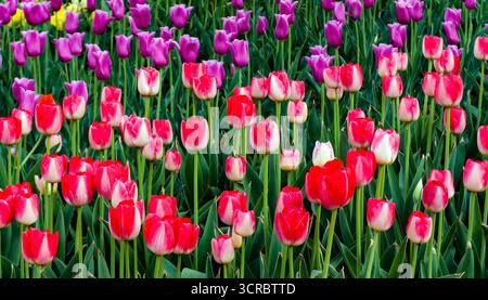 I tulipani fioriscono abbondantemente in un giardino gestito, mostrando una colorata e armoniosa esposizione floreale che simboleggia l'arrivo di spr Foto Stock