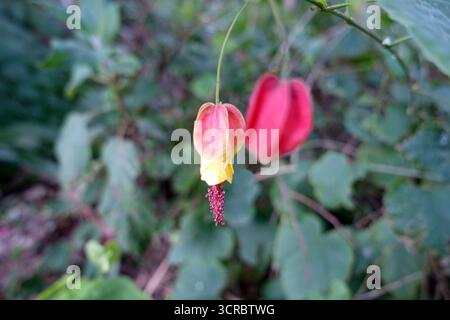 Red/Yellow Abutilon Megapotamicum "Trailing Abutilon" Fiori a forma di campana in mostra presso gli Abbotsbury Subtropical Gardens, Abbotsbury, Weymouth, Dorset. Foto Stock