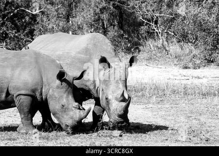 Una femmina di rinoceronte bianco del Sud, Ceratotherium simum, e il suo vitello quasi maturo, in bianco e nero, Foto Stock