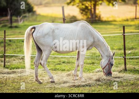 Cavallo bianco arabo che pascolano sul campo verde, vista laterale Foto Stock